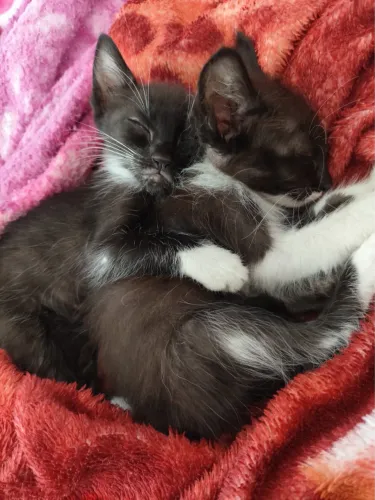 Doa-se 3 gatinhos