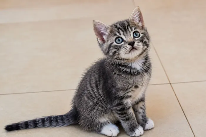 gatinho de 2 meses p adoção  