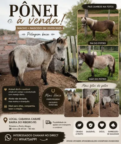 Mini Pônei / Cavalo a venda