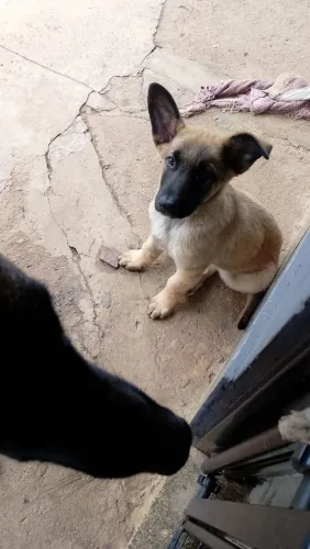 Pastor belga de malinois 