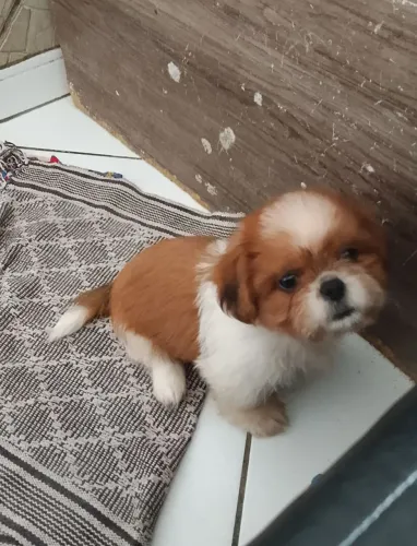 Filhote de shih Tzu.