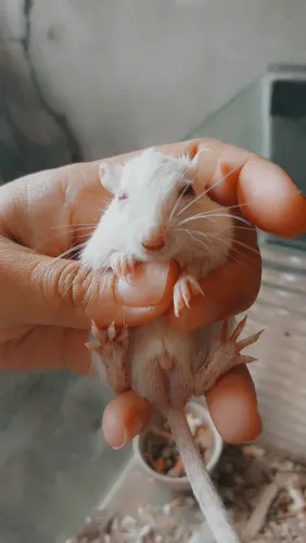 Gerbil