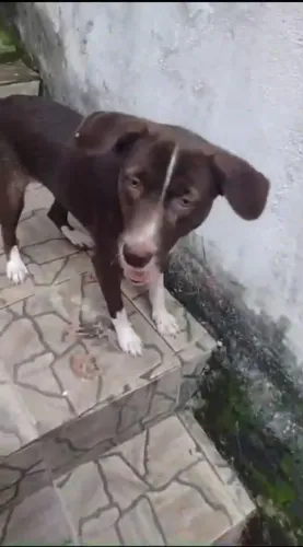 Doa-se essa linda cadelinha da raçiada com golden colle,
