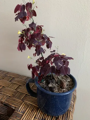 Planta de mesa ou cozinha