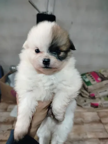 vendo cachorro 