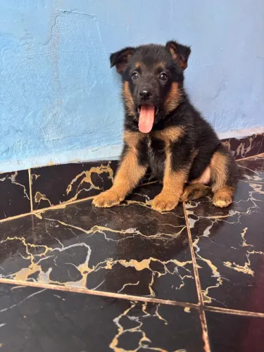 Vende-se filhotes de Pastor alemão Capa Preta