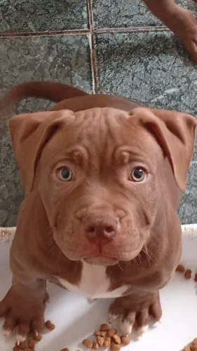 Pitmoster