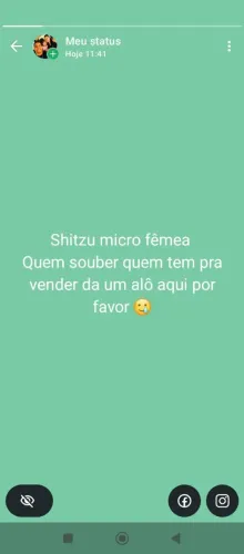 Shitzu fêmea Micro procuro para comprar