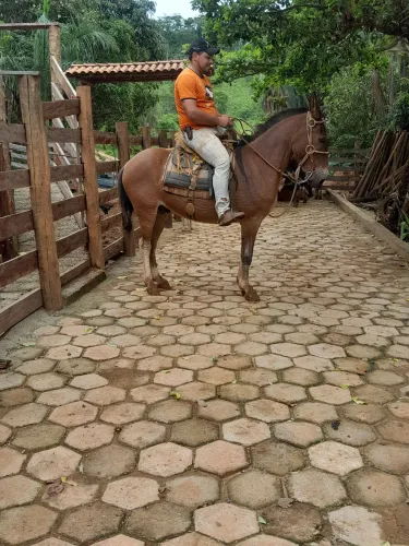 Burro