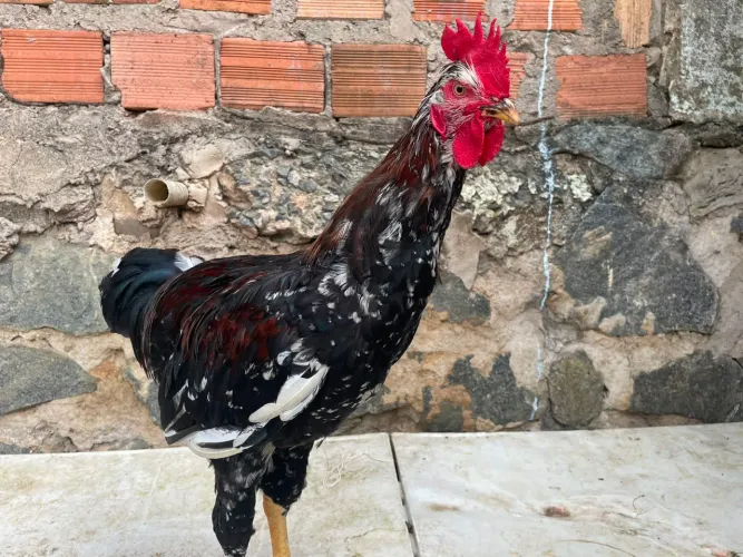 GALO GSB À VENDA CRIATÓRIO MATTEO LIMA