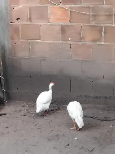Um casal de guiné branco