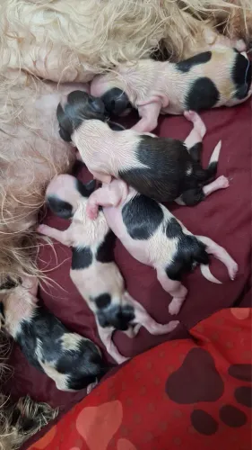 Filhotes de shih tzus puros