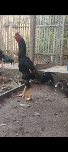 Galo Moura