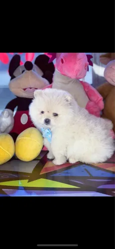 Spitz Alemão! Belíssimo