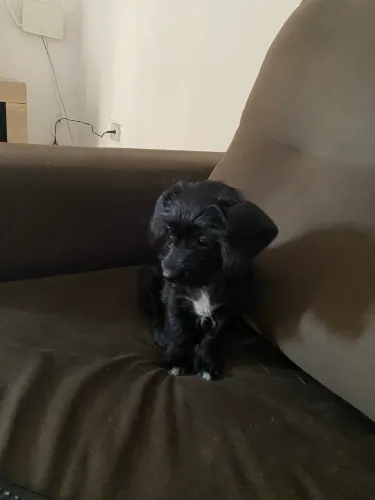 Filhote de cachorro poodle