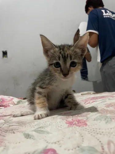 Gatos para doar