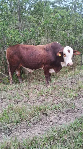 Vende-se Touro braford