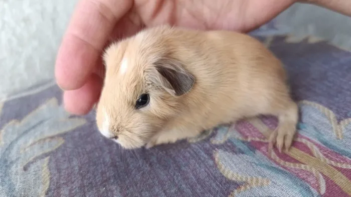 Porquinho da Índia