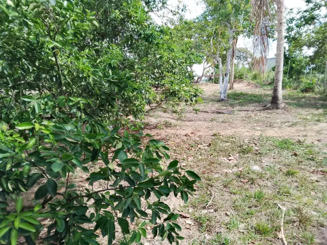 Vendo ou troco sítio, 15 mint da cidade de Pojuca ba na BA 093, KM60. 110.000
