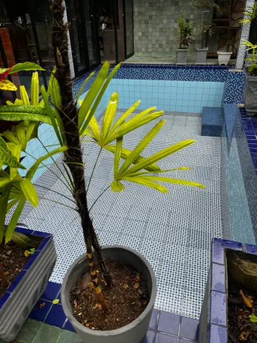 Plantas Ráfias mais outros vasos