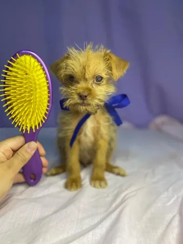 Cachorro mini n°1 shih tzu com pinscher