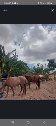 Eguas 