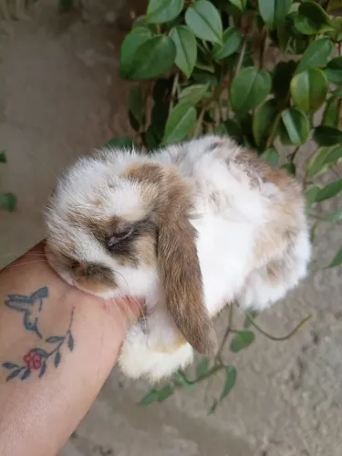 Lop Uruguai