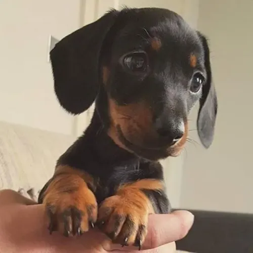Dachshund Mini fêmea promoção somente hoje 