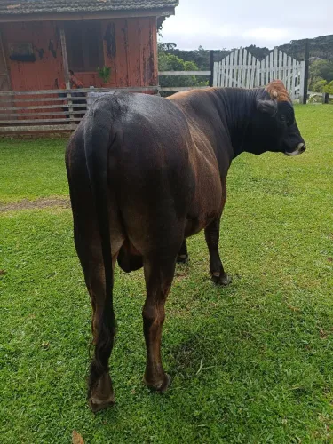 Vende-se boi novo 12 meses de idade