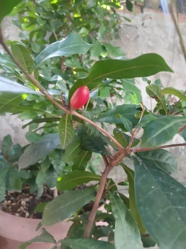 Fruta dos milagres 