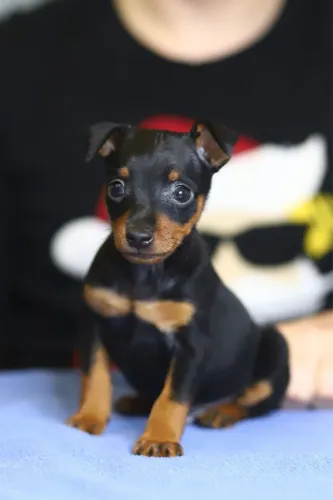 Filhotes De Pinscher - O Rabinho Que Não Para De Abanar Pode Ser Seu !