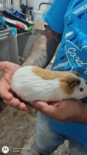 Porquinho da índia 