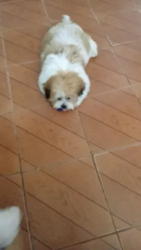 Shitzu macho filhote 