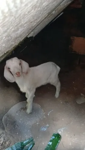VENDE-SE BODE FILHOTINHO