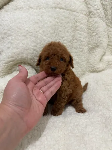     Poodle Toy Red Exclusivo 