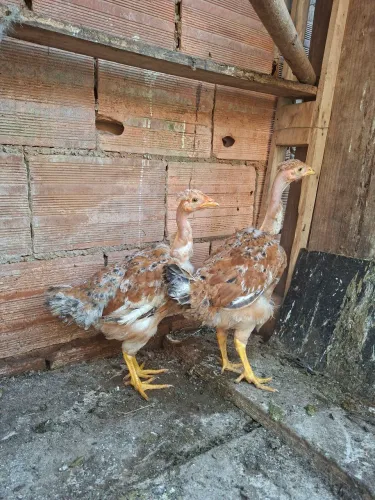 Franguinhos 