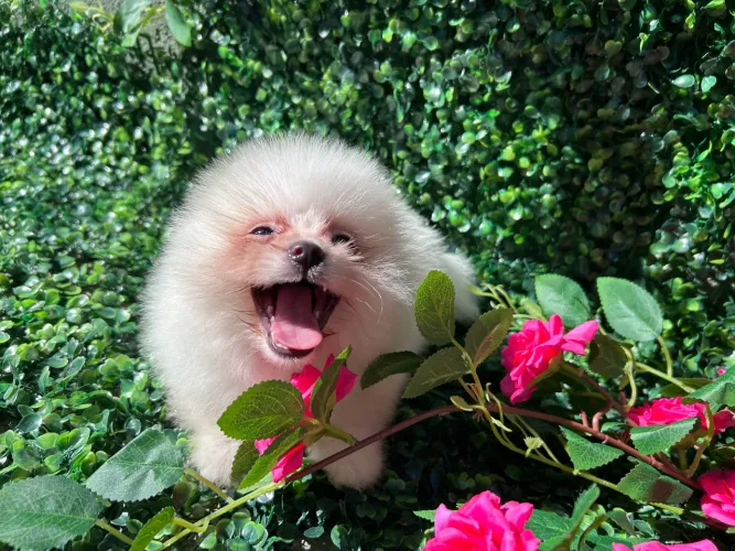 Filhotes de Lulu da Pomerania Anao