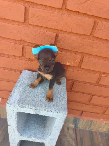 Filhote de Pinscher super meigo disponível