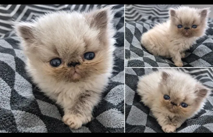 Gata persa olhos azuis
