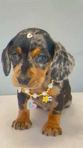 Dachshund preto com canela