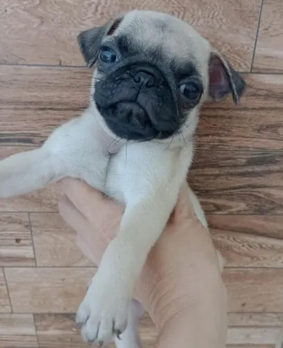 Filhotes de pug