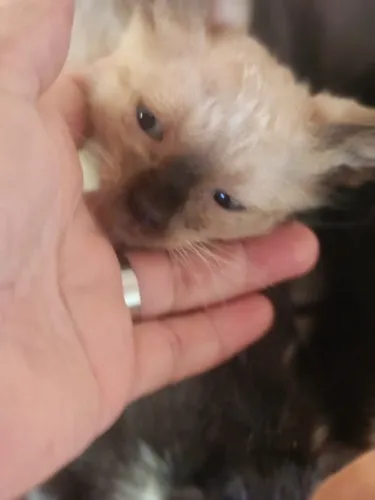 Doação responsável de gatos