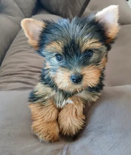 yorkshire macho micro Uma amor de filhote Pedigree e Microchip opcional!