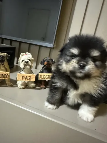 Vendo filhotes de Spitz alemão 