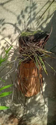 Mudas de orquídeas e outras Plantas tmb