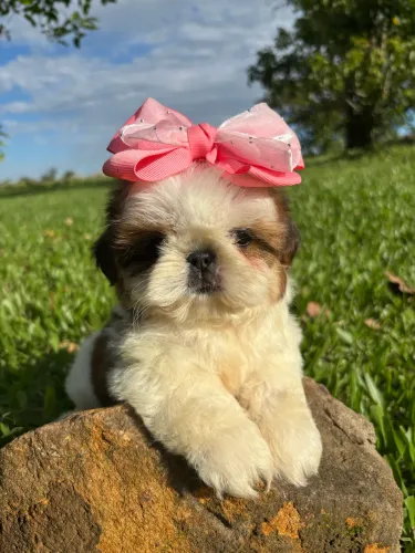 Shih tzu