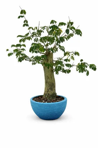 Bonsai de Espinheiro