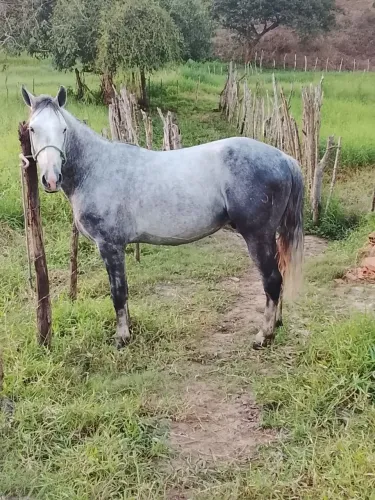 Vende-se. Esse cavalo 