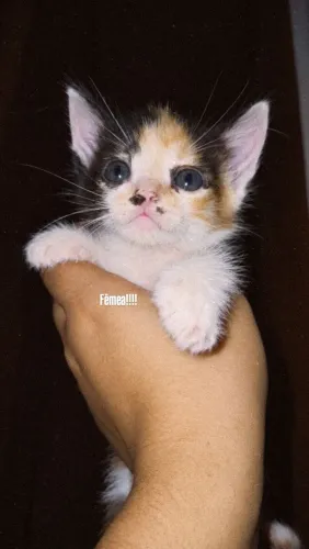 Gatinhos - adoção