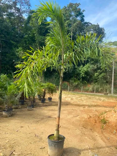 Palmeira rabo de raposa